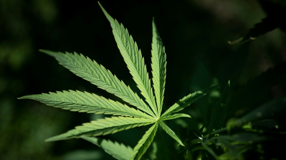 Cient&iacute;ficos hallan componente medicinal de cannabis en planta de Brasil