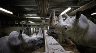Wami, l'embl&eacute;matique rhinoc&eacute;ros du Zoo de Paris s'est envol&eacute; pour le Mexique
