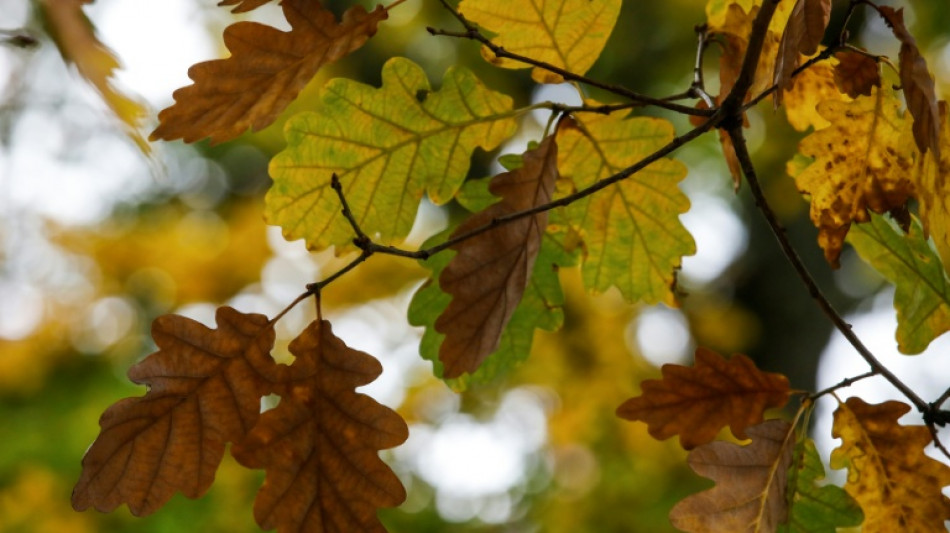 Geschäftsklima im Mittelstand erneut verschlechtert