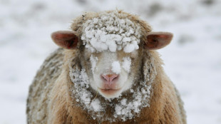 20-Jähriger stiehlt in Erfurt zwei Schafe und hält sie in Wohnhaus