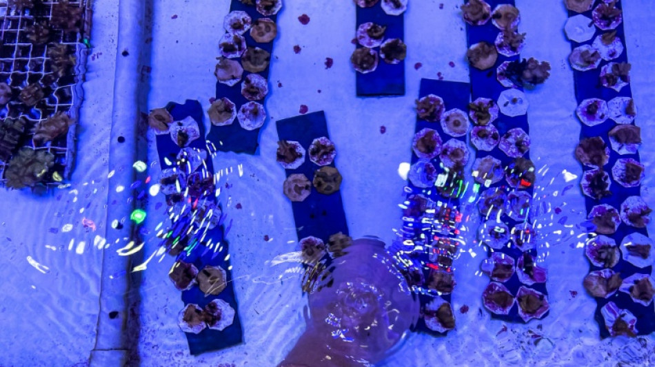 Siete de los nueve "límites planetarios" sobrepasados, con la acidificación de los océanos