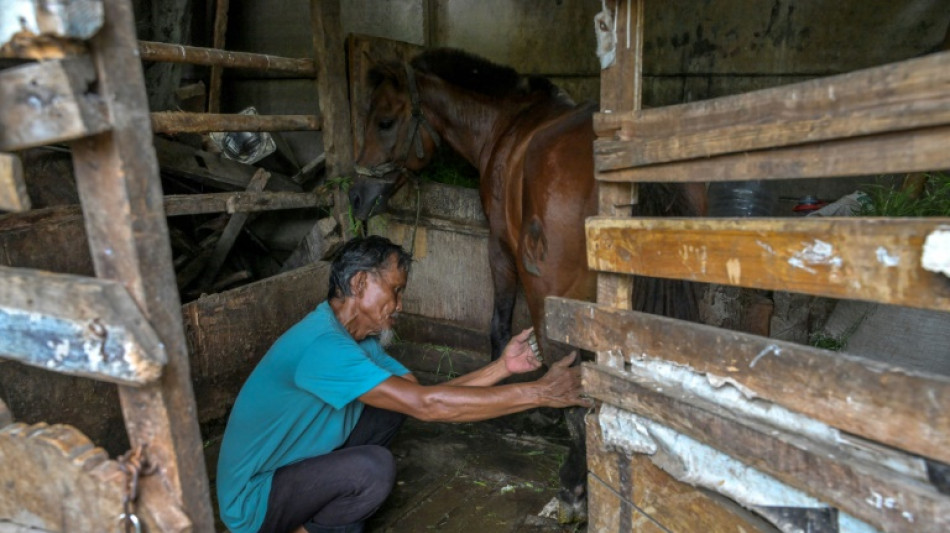 Le dur quotidien des derniers chevaux parcourant la capitale indon&eacute;sienne
