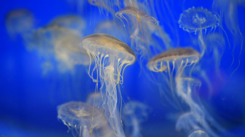 Biodiversité: la France lance une vaste cartographie génétique de son milieu marin