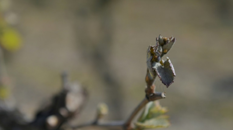 Champagne: 40% des bourgeons d&eacute;truits par le gel, selon l'interprofession