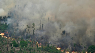 La deforestaci&oacute;n se ralentiz&oacute; a nivel global en 2025, con una contribuci&oacute;n clave de Am&eacute;rica Latina
