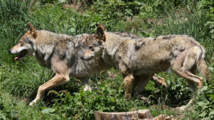 Le nombre de loups en France recule, nouveau débat sur sa protection