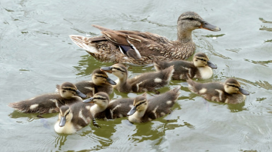 Kinder geben den Hinweis: Detmolder Feuerwehr befreit acht Entenk&uuml;ken