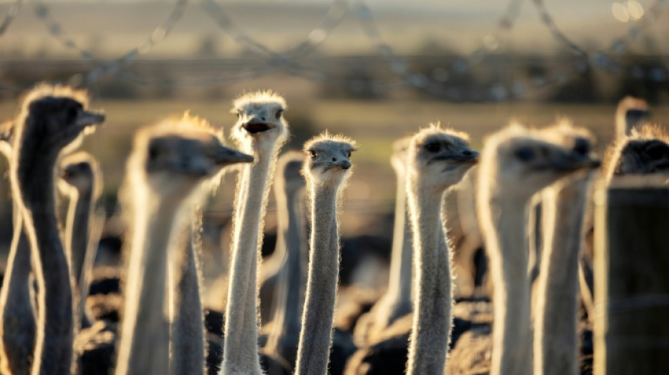 South African ostriches plucked alive for luxury fashion: report