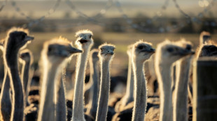 South African ostriches plucked alive for luxury fashion: report