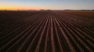 Zimbabwe: des fermiers blancs se tournent vers Trump pour acc&eacute;l&eacute;rer leur indemnisation