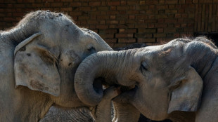 The secret to an elephant's grace? Whiskers