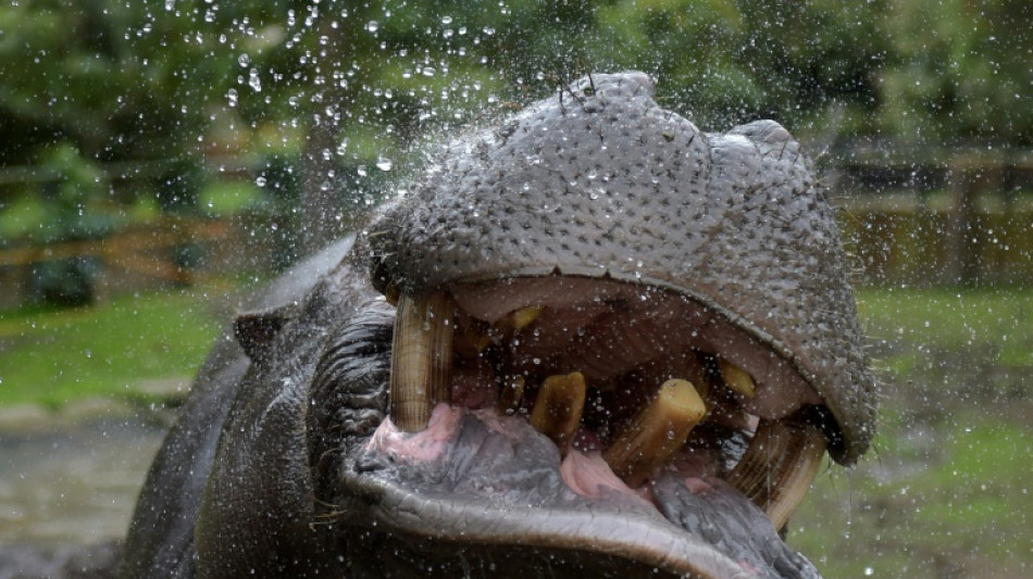 Colombie: le transfert d'hippopotames invasifs co&ucirc;tera 3,5 millions de dollars