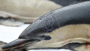 Dauphins: un mois sans p&ecirc;che et des d&eacute;rogations dans le Golfe de Gascogne