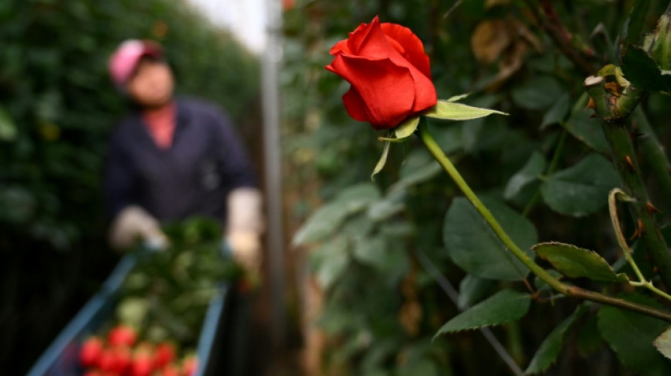 Colombia exporta 700 millones de flores por San Valent&iacute;n