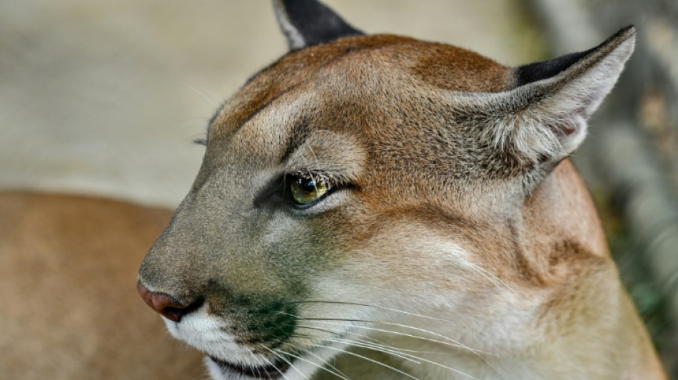 Jagd auf freilaufende Großkatze in Sachsen-Anhalt - Tier möglicherweise Puma