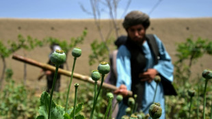 Los agricultores afganos lamentan el veto talib&aacute;n a la amapola del opio