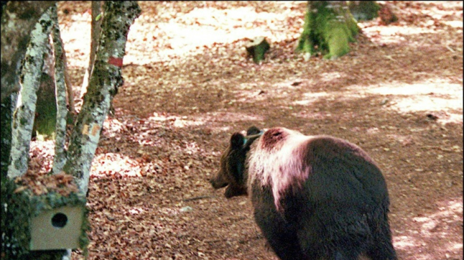 Brown bear numbers grow in Pyrenees: France