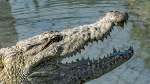 Paket aus China: Zoll in Niedersachsen beschlagnahmt Handtasche aus Krokodilleder