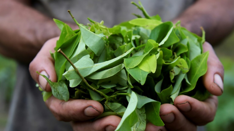 'Narcofiles': Col&ocirc;mbia em queda e novos atores em ascens&atilde;o no mercado da coca&iacute;na