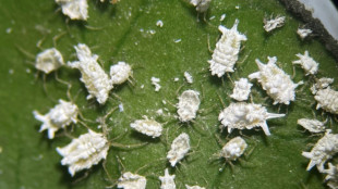 La voraz cochinilla amenaza desde los &aacute;rboles de Guayaquil hasta el banano ecuatoriano