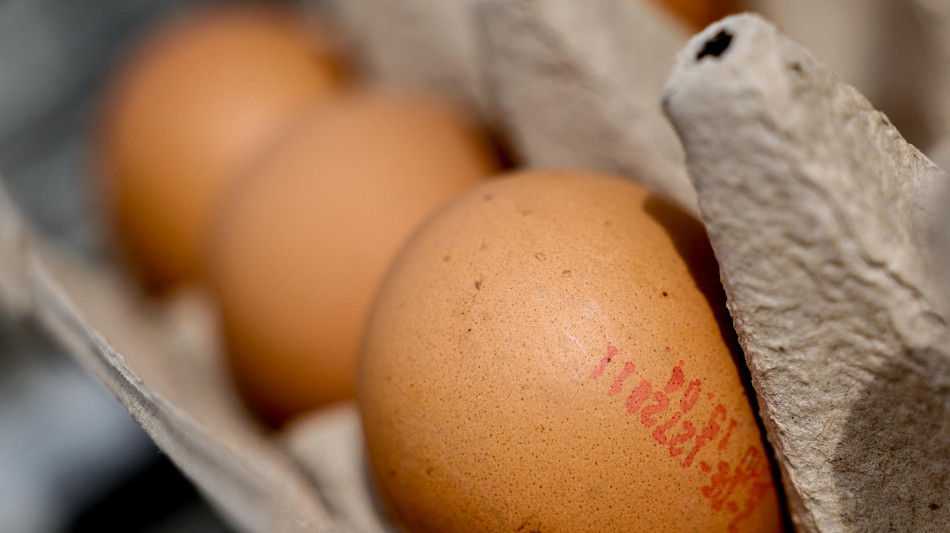 Listini delle uova decollano, +27% da inizio anno per quelle allevate a terra
