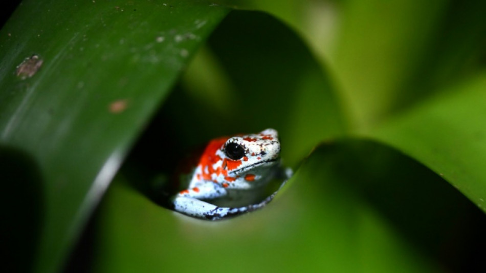 Un march&eacute; l&eacute;gal d'amphibiens, "solution" pour ass&eacute;cher le trafic en Colombie