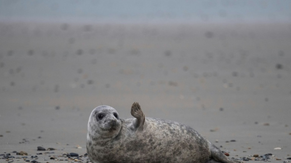 Smartphone-App soll Rettung verlassener Seehundbabys erleichtern