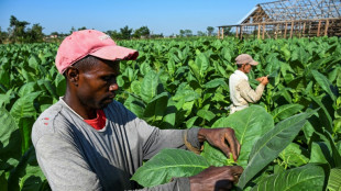 Cuba: les exportations de cigares en l&eacute;g&egrave;re hausse