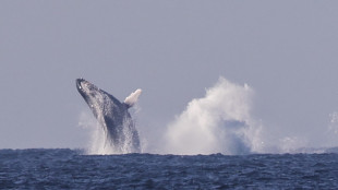 La Groenlandia orientale invasa dalle balene giganti alla ricerca di cibo