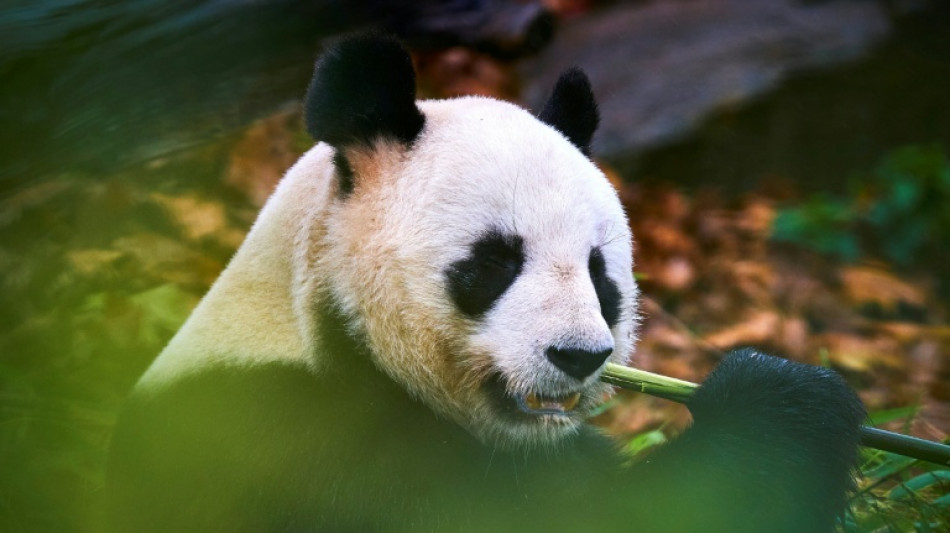 La France dit adieu &agrave; ses pandas chinois, P&eacute;kin promet de les remplacer
