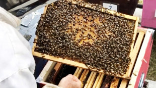 La socialità di api e umani guidata dagli stessi geni