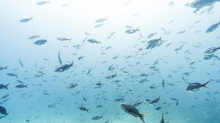 Abren al p&uacute;blico una colecci&oacute;n cient&iacute;fica de Gal&aacute;pagos antes reservada para investigadores