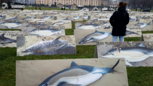 Dauphins: les captures mortelles divis&eacute;es par quatre lors du mois sans p&ecirc;che dans le golfe de Gascogne