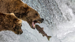 Comienza la votaci&oacute;n en la Semana Anual del Oso Gordo de Alaska