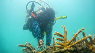 De pescadores a jardineros submarinos: la restauraci&oacute;n de corales en Colombia