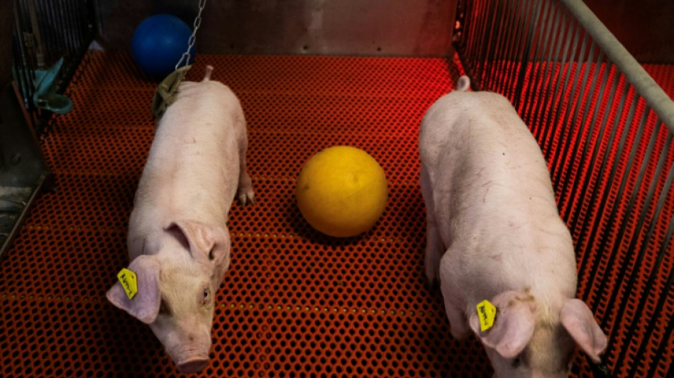 Dans une ferme-laboratoire am&eacute;ricaine, des porcs transg&eacute;niques &eacute;lev&eacute;s pour vendre des reins aux humains