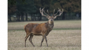 Wildunfall: Wo Hirsch und Co. die Straße queren